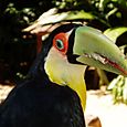 Toucan