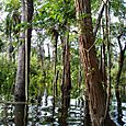 Forêt inondée en Amazonie