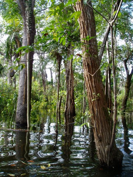 Forêt inondée en Amazonie